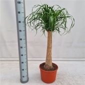 Нолина 1 ствол d27 см h100 см тип 1