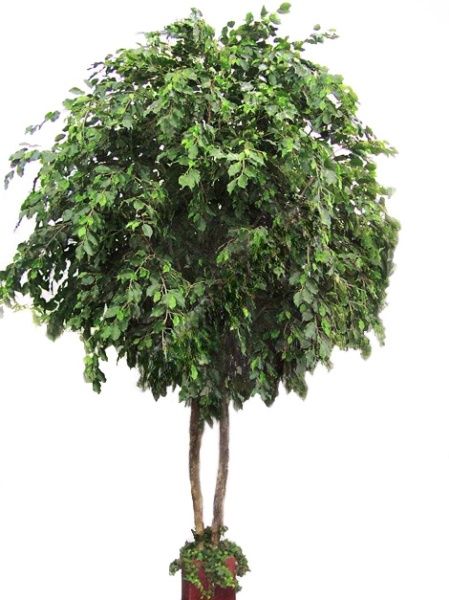 Фикус Бенджамина Гигант 420 см