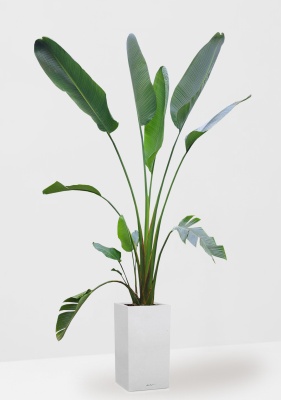 Стрелиция Николай 33/300 см в CANTO STONE HIGH 40 Стрелиция Николай 33/300 см в CANTO STONE HIGH 40