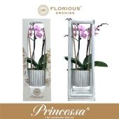Фаленопсис 2 ствола Swing Pink (florious) d9 см h40 см