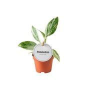 Филодендрон White Princess d6 см h15 см