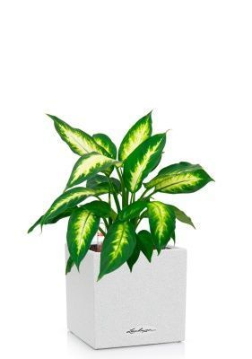 Диффенбахия Камилла 12/40 см в CANTO STONE 14, песочный белый Диффенбахия Камилла 12/40 см в CANTO STONE 14, песочный белый