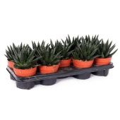 Гастерия D Due d12 см h25 см