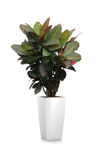 Кротон Миссис Айстон 17/65 см в CUBICO 22