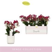 Фаленопсис 3-4 ствола 3/5st Boquetto Temptatione In White Lazio d12 см h35 см