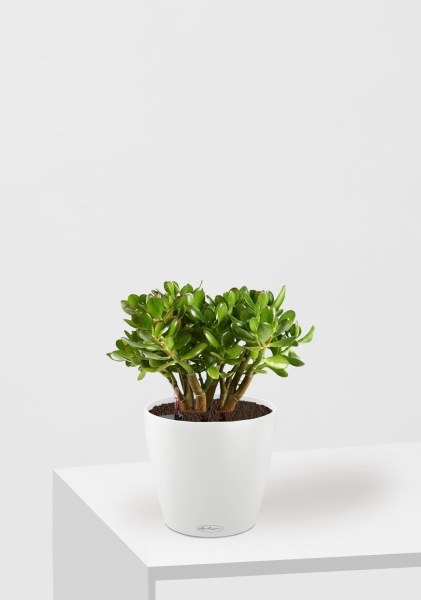 Крассула Овата в CLASSICO Color 21