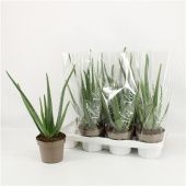 Алоэ Вера 14/45 см