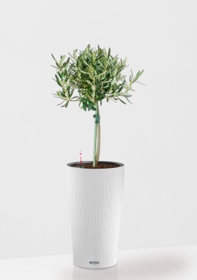 Олива на стволе в CILINDRO 23, белый