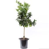 Цитрус Оранж на стволе d46 см h175 см тип 1 Цитрус Оранж на стволе d46 см h175 см тип 1