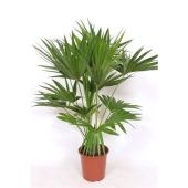 Ливистона d27 см h150 см