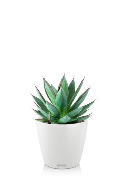 Агава в CLASSICO COLOR 21