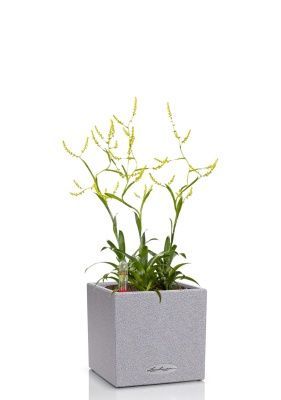 Катопсис 12/40 см в CANTO STONE 14, серый камень Катопсис 12/40 см в CANTO STONE 14, серый камень