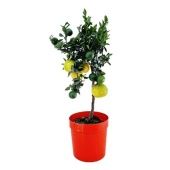 Цитрус Чинотто d21 см h70 см Цитрус Чинотто d21 см h70 см