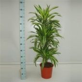 Драцена Лемон Лайм бранч разветвленная d24 см h115 см