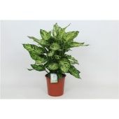 Диффенбахия Сублим d24 см h80 см