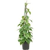 Филодендрон Сканденс Piramid d24 см h120 см Филодендрон Сканденс Piramid d24 см h120 см