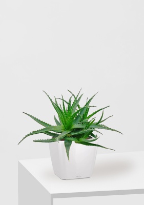 Алоэ 17/40 см в QUADRO LS 21, белый блестящий Алоэ 17/40 см в QUADRO LS 21, белый блестящий