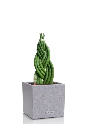 Сансевиерия цилиндрика косичка CANTO Stone 14, серый камень Сансевиерия цилиндрика косичка CANTO Stone 14, серый камень