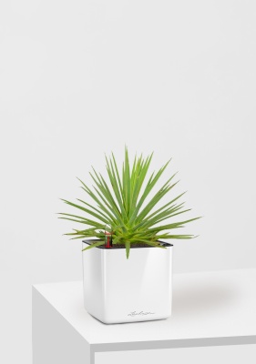 Агава Нана 10/20 см в CUBE GLOSSY 14 Агава Нана 10/20 см в CUBE GLOSSY 14