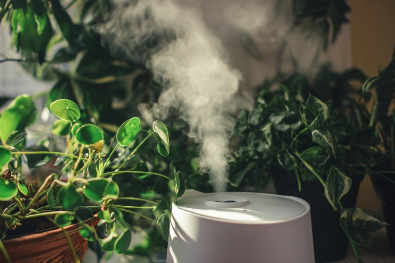 Растения для офиса с северными окнами: 6 зелёных героев полутени