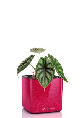 Алоказия Драгон Скейл 12/25 см в CUBE GLOSSY KISS 14, вишнево-розовый блестящий Алоказия Драгон Скейл 12/25 см в CUBE GLOSSY KISS 14, вишнево-розовый блестящий