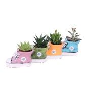 Суккуленты микс In Schoe d6 см h8 см