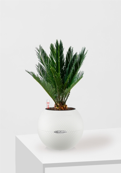 Цикас в PURO 20 Цикас в PURO 20