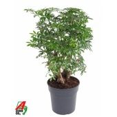 Шеффлера Лузеана d24 см h90 см