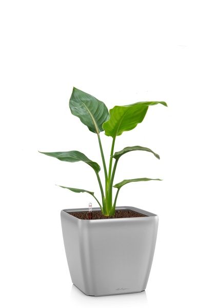 Стрелиция Регина 17/80 см в QUADRO LS 21