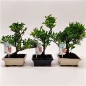 Бонсай микс d15 см h30 см тип 2