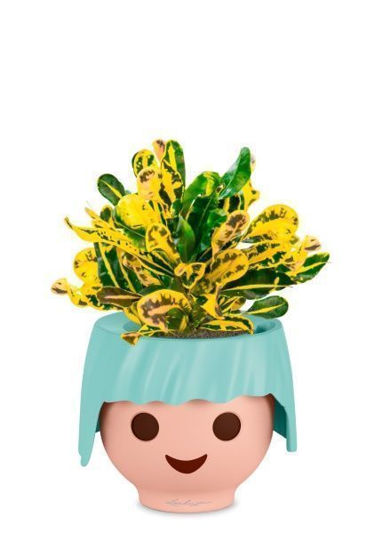 Кротон Еллоу в OJO Кротон Еллоу в OJO