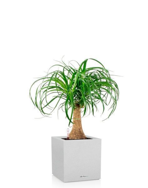 Нолина на стволе в CANTO STONE LOW 30 Нолина на стволе в CANTO STONE LOW 30