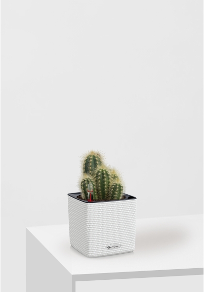 Кактус микс 8 см в CUBE Color 14 Кактус микс 8 см в CUBE Color 14