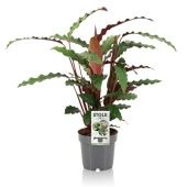 Калатея Руфибарба d14 см h45 см тип 1