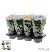 Хризантема Зембла d13 см h33 см