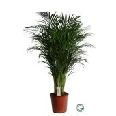 Хризалидокарпус Арека d24 см h120 см Хризалидокарпус Арека d24 см h120 см