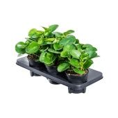Пеперомия Obtusifolia Green d14 см h25 см