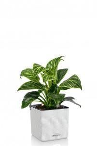 Филодендрон Биркин в CUBE COLOR 14