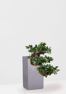 Фикус Микрокарпа Гинсенг каскад 30/70 см в CANTO STONE HIGH 30, серый камень Фикус Микрокарпа Гинсенг каскад 30/70 см в CANTO STONE HIGH 30, серый камень