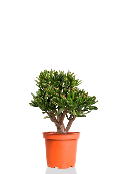 Крассула Овата Хоббит 25/35 см