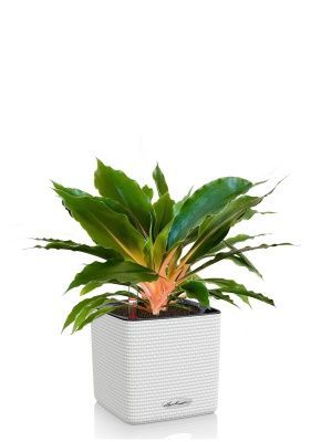 Хлорофитум Фаер Флеш в CUBE COLOR 14, белый