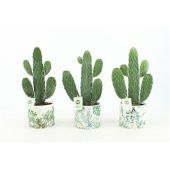 Опунция Rubescens Consolea d14 см h35 см тип 2