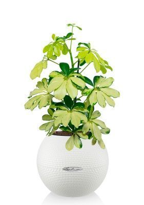 Шеффлера Мелани 12/40 в  PURO 20, белый