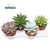 Эхеверия микс d17 см h25 см тип 3