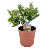 Олива европейская d17 см h35 см