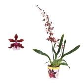 Онцидиум 2st Münsterland Stern d12 см h80 см