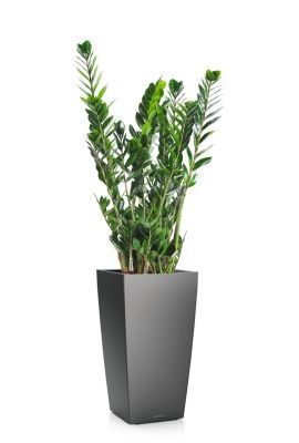 Замиокулькас 21/110 см в CUBICO 30, антрацитовый металлик