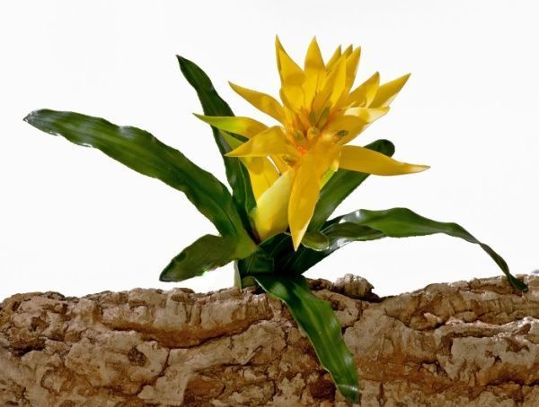 Гусмания желтая большая 40 см