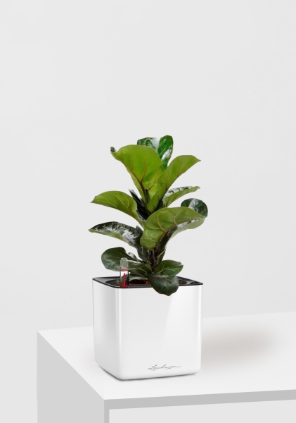 Фикус Лирата Бамбино 12/40 см в CUBE GLOSSY 14