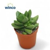 Крассула денежное дерево Бен d5.5 см h12.5 см